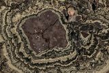 Polished, Cretaceous, Oncolite Stromatolite Fossil - Mexico #227086-1